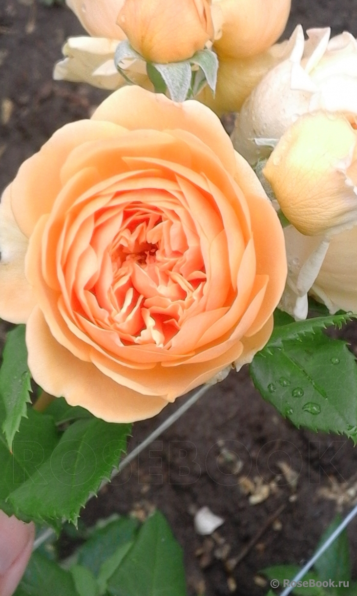 Crown Princess Margareta®