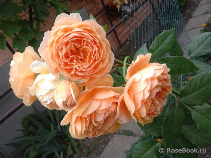 Crown Princess Margareta®