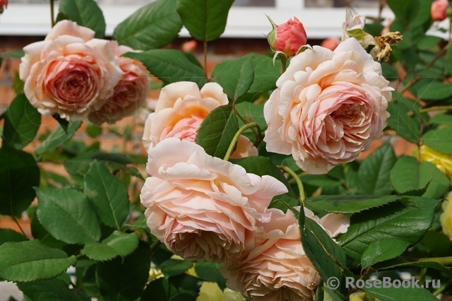 A Shropshire Lad