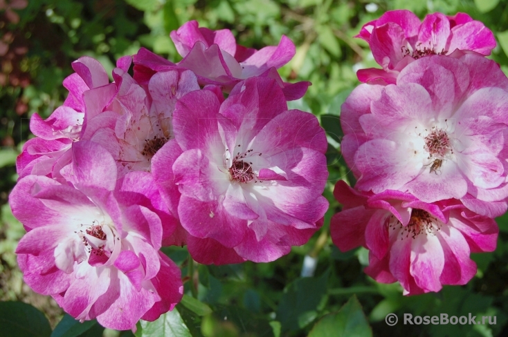 Brilliant Pink Iceberg