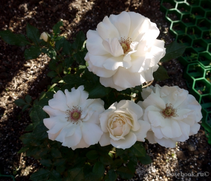 Edelweiss