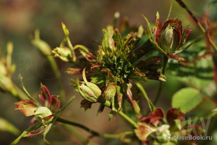 Viridiflora