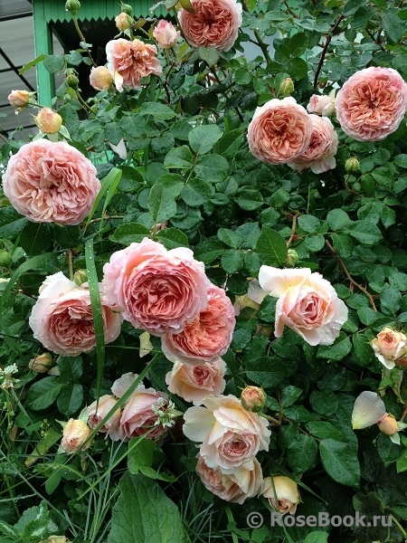 Abraham Darby