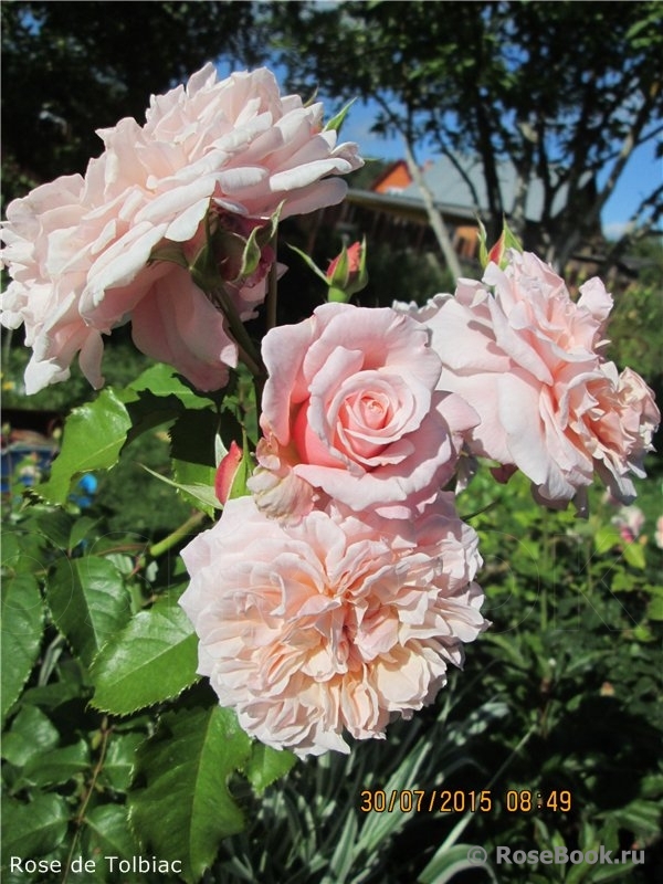 Rose de Tolbiac ®