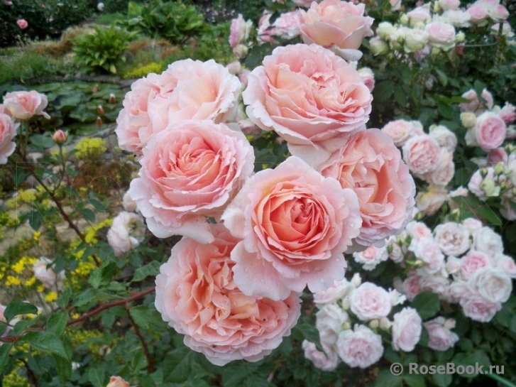 Abraham Darby