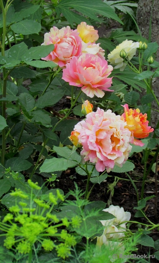 Rose des Cisterciens 