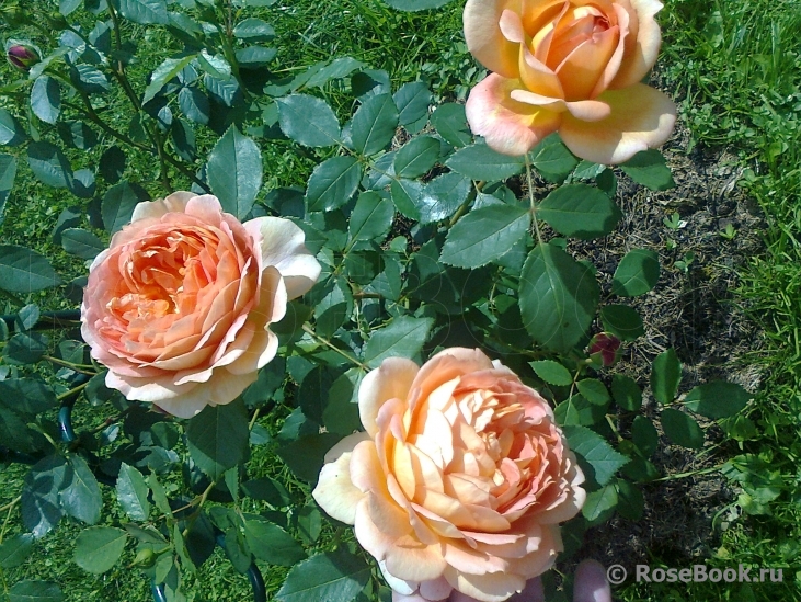 Lady of Shalott 