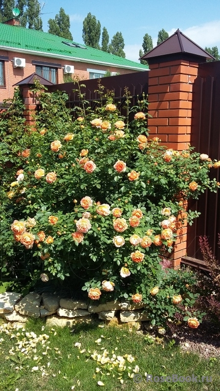 Lady of Shalott 