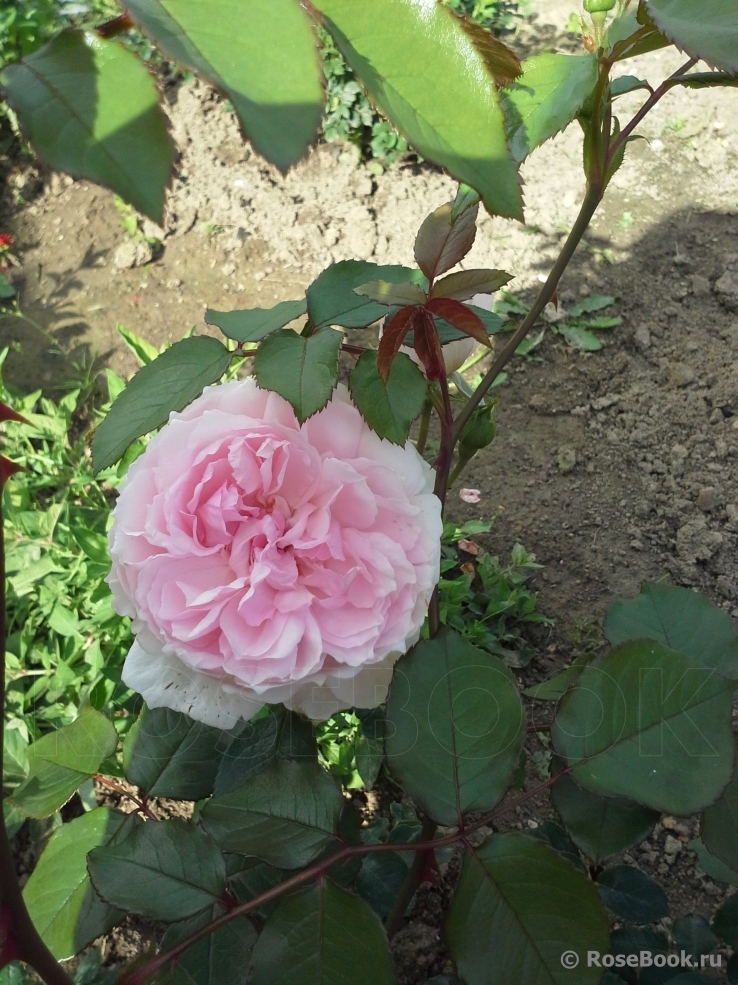 The Wedgwood Rose