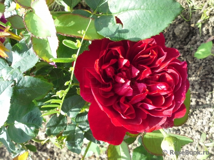 Darcey Bussell 