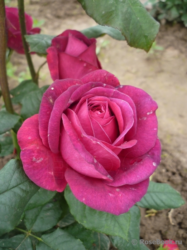 Johann Wolfgang von Goethe Rose®