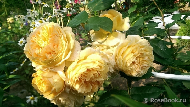 Crown Princess Margareta®