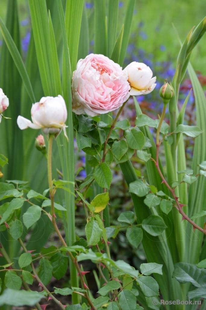 Abraham Darby