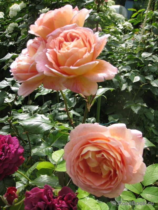 Abraham Darby