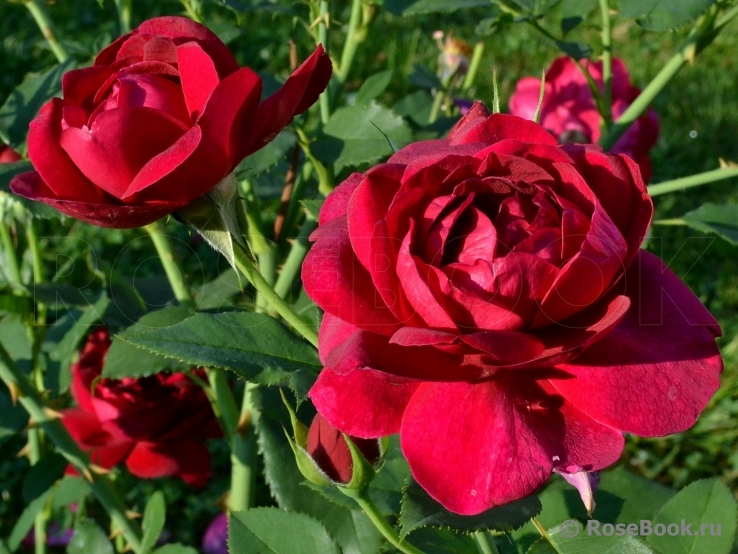 Darcey Bussell 