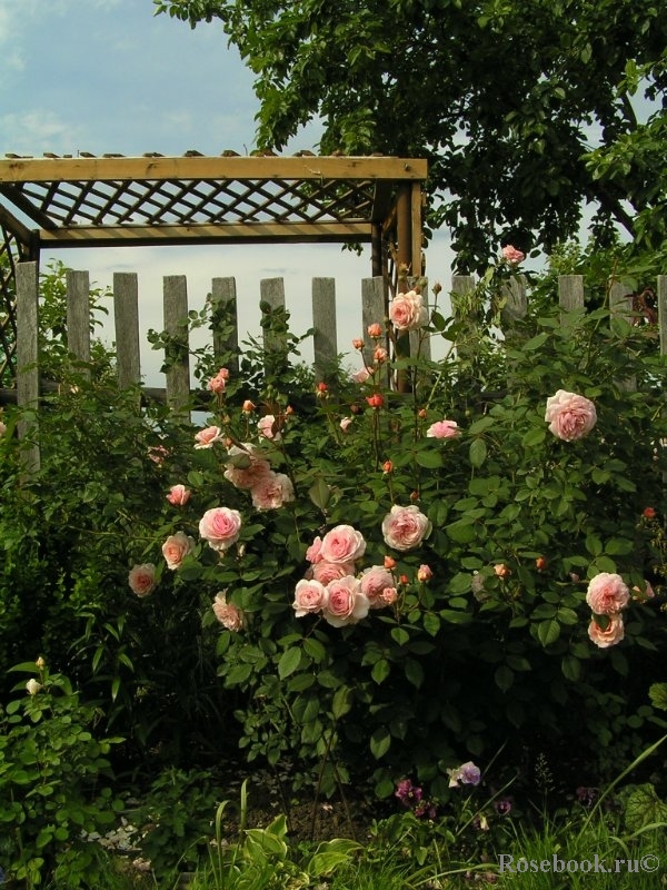 A Shropshire Lad