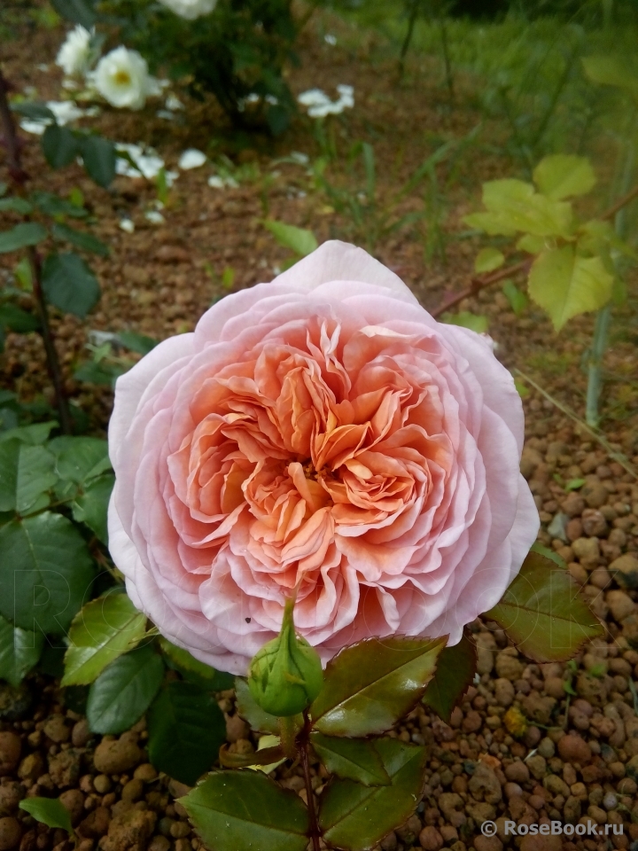 Abraham Darby