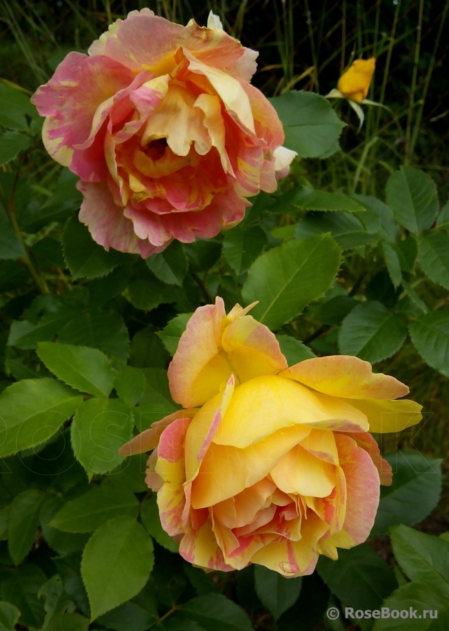 Rose des Cisterciens 