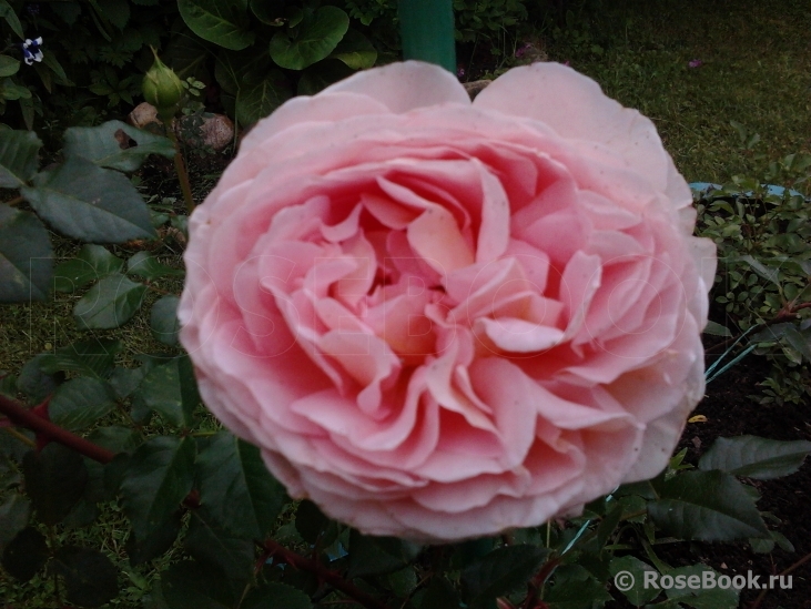 Abraham Darby