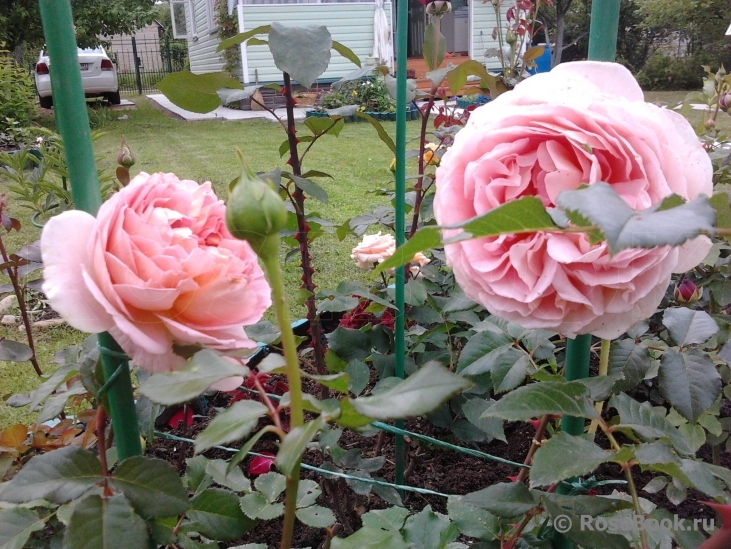 Abraham Darby