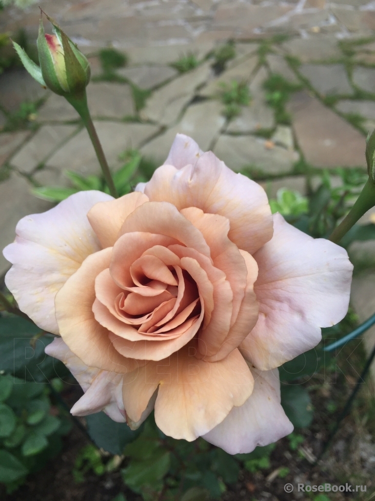 Julia's Rose