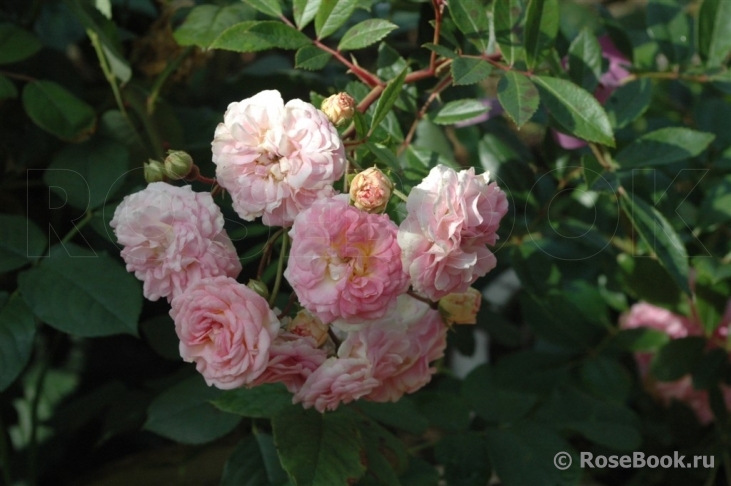 Pink Ghislaine de Féligonde ®