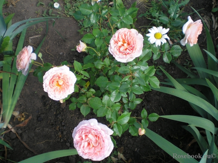 Abraham Darby