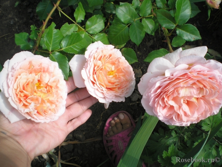 Abraham Darby