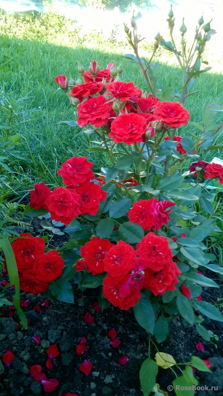 Orange Babyflor 