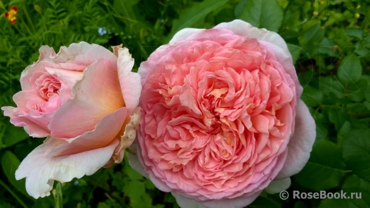 Abraham Darby