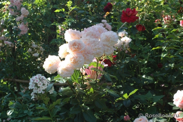 Jardins de l’Essonne 