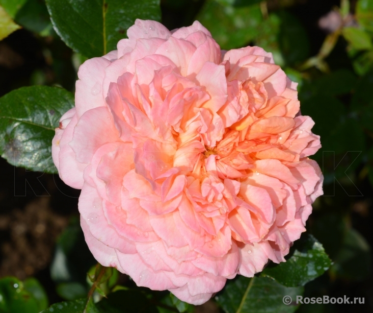 Rose de Cornouaille ®