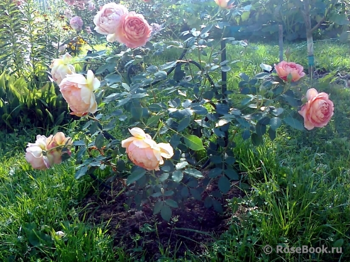 Lady of Shalott 