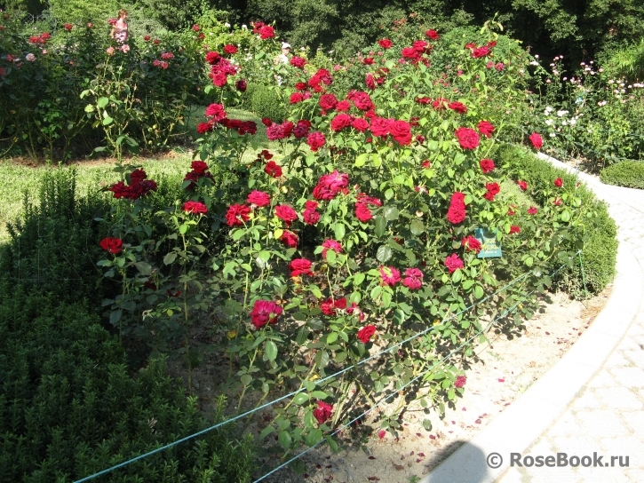 Le Rouge et le Noir 