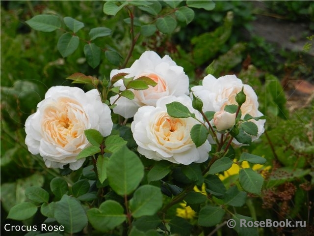 Crocus Rose® 