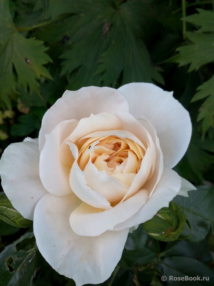 Crocus Rose® 