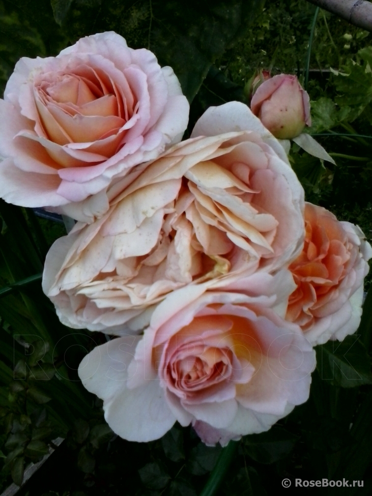 Abraham Darby