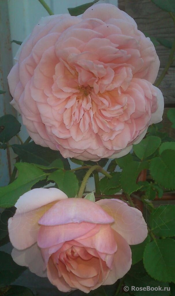 Abraham Darby