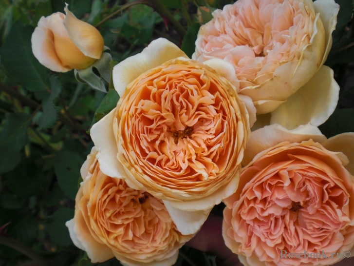 Crown Princess Margareta®