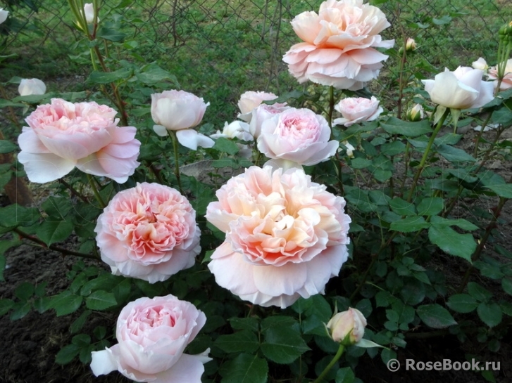 Abraham Darby