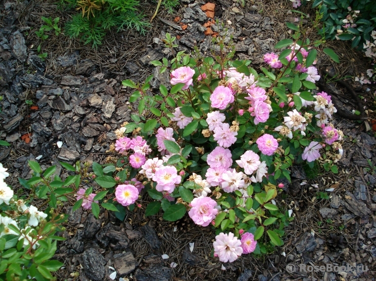 Dainty Pink