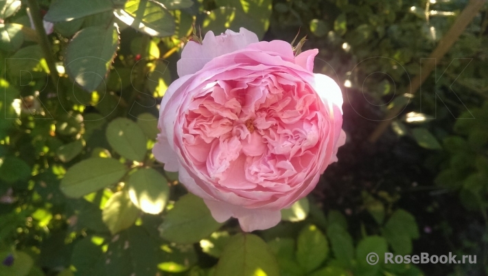 The Alnwick Rose