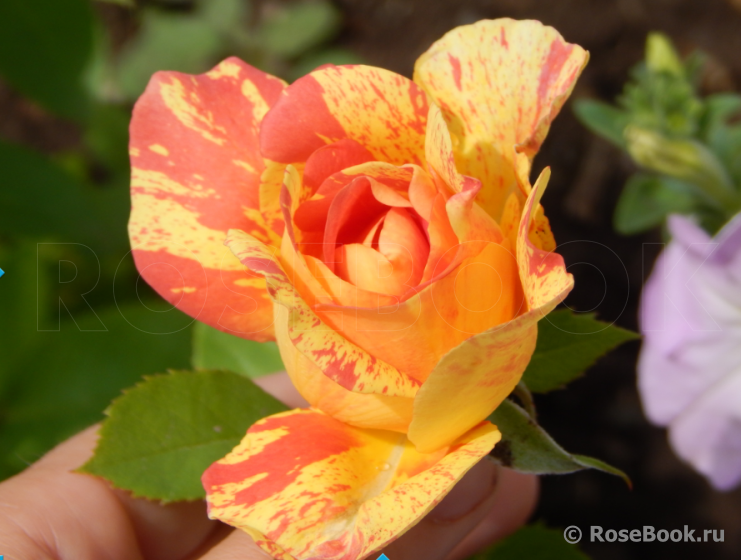 Rose des Cisterciens 