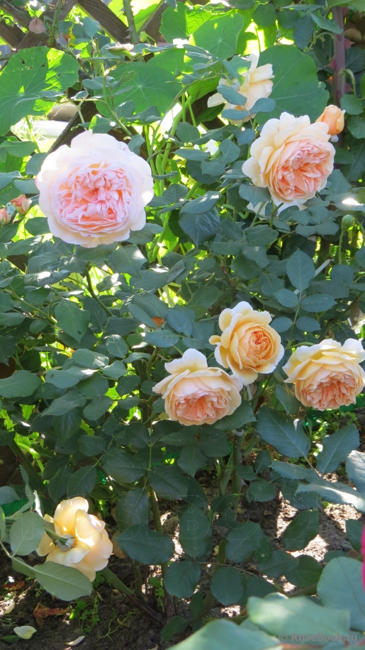 Crown Princess Margareta®