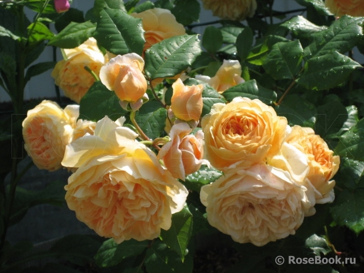 Crown Princess Margareta®