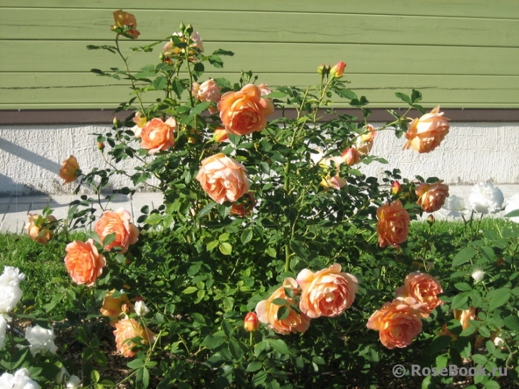 Lady of Shalott 