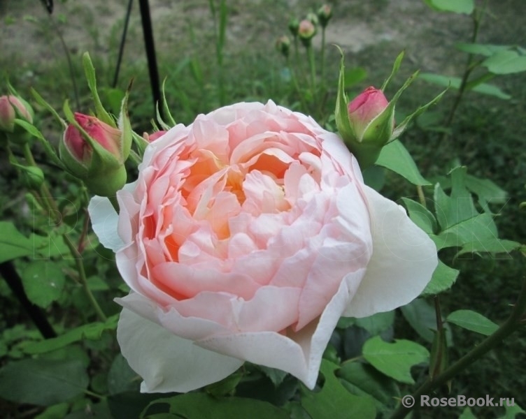 The Lady Gardener