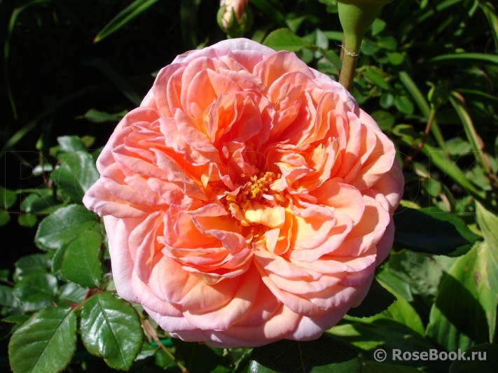 Abraham Darby