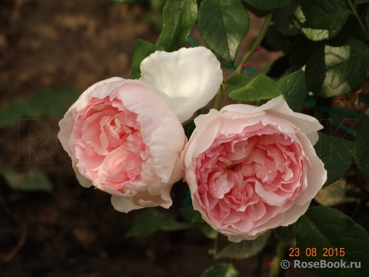 The Wedgwood Rose