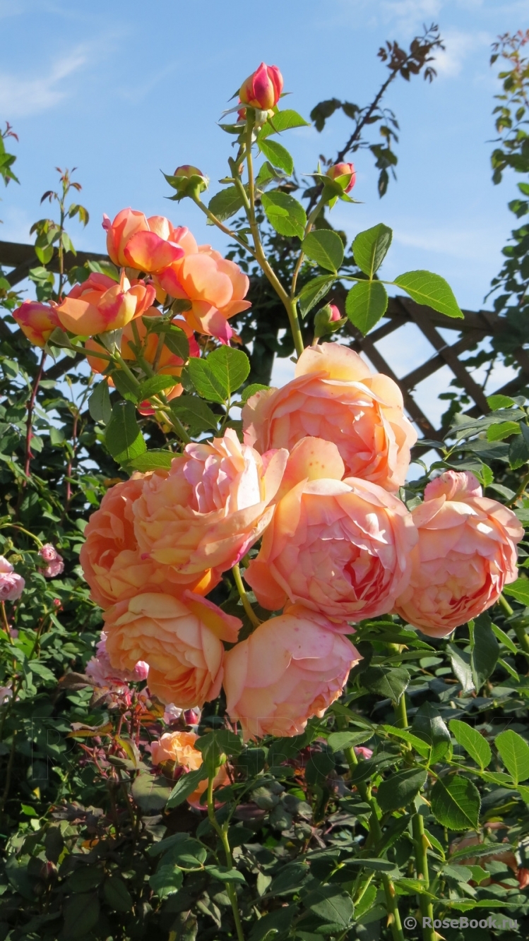 Lady of Shalott 